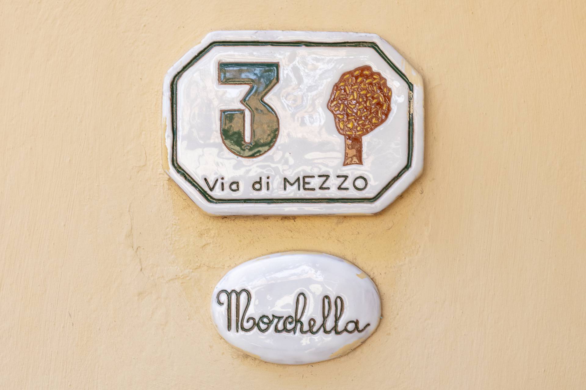 Morchella_008